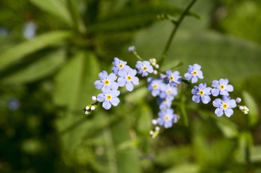 Koyu mavi myosotis sylvatica çiçek