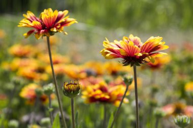 Gaillardia aristata red yellow flower in bloom clipart