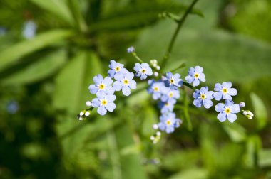 Koyu mavi myosotis sylvatica çiçek