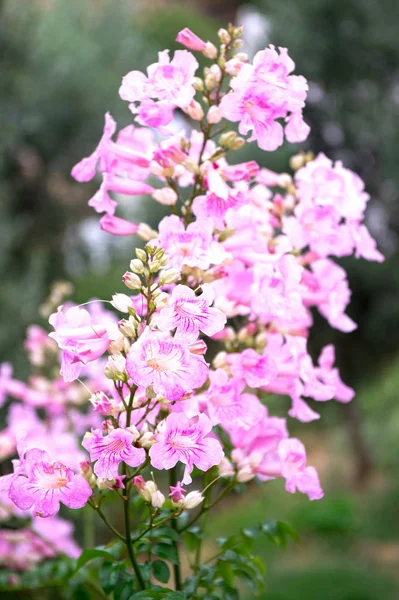 Podranea ricasoliana, Port St Johns creeper, Port St Johns klimop, pink trumpet vine, pink trumpetflower, Zimbabwe Creeper, Pink Tecoma in bloom