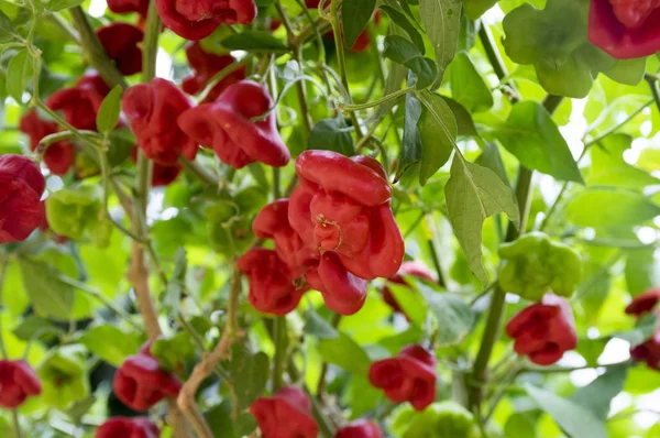 Capsicum Baccatum Bishops Crown Varm Paprika Röda Mogna Frukter Hängande — Stockfoto