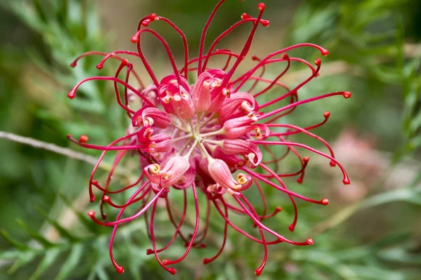 Grevillea banksii, kırmızı ipeksi meşe, cüce ipek meşe, bankalar grevillea, Byfield waratah, Kahili çiçek çiçeklenme