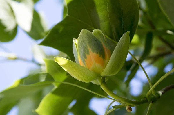 Liriodendron Tulipifera Bela Árvore Ornamental Flor Ramos Com Flores Tulipa — Fotografia de Stock