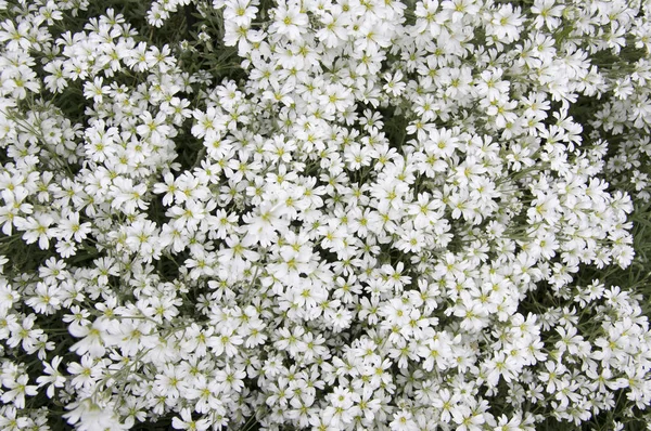 Snow Summer Cerastium Tomentosum Bloom Белый Цветочный Фон — стоковое фото