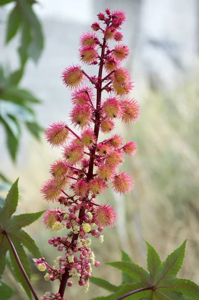 Ricinus Communis Ricinae Castorbean Ricino Olio Pianta Frutti Spinosi Rossi — Foto Stock