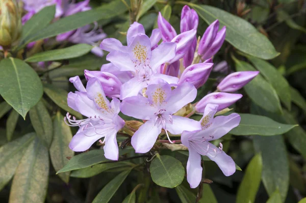 Rhododendron Ponticum Common Rhododendron Pontic Rhododendron Bloom — Stock Photo, Image