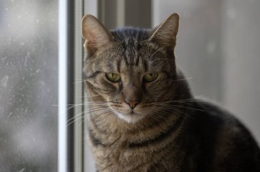 Yerli mermer kedi portre, göz teması, şirin pisi yüz, meraklı