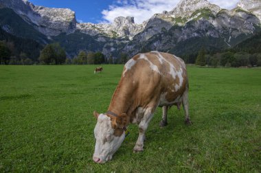 Mera, Verfenveng Avusturya Alplerinde, güzel sahne üzerinde kahverengi ve beyaz ineklerin