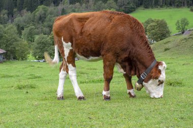 Mera, Verfenveng Avusturya Alplerinde, güzel sahne üzerinde kahverengi ve beyaz ineklerin