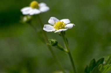Çilek vesca meyve bitkiler çiçek, sarı beyaz çiçekli çiçek grubu