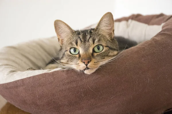 Hermoso Gato Mármol Cama Gato Marrón — Foto de Stock