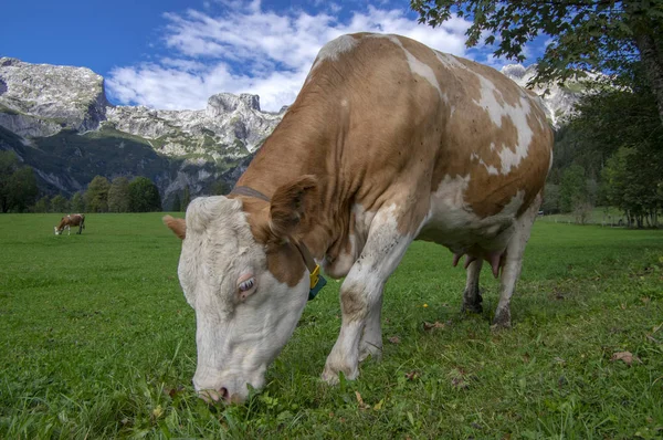 Bruna och vita kor på bete, Verfenveng österrikiska Alperna, vacker natur — Stockfoto