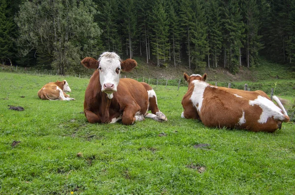 Bruna och vita kor på bete, Verfenveng österrikiska Alperna, vacker natur — Stockfoto