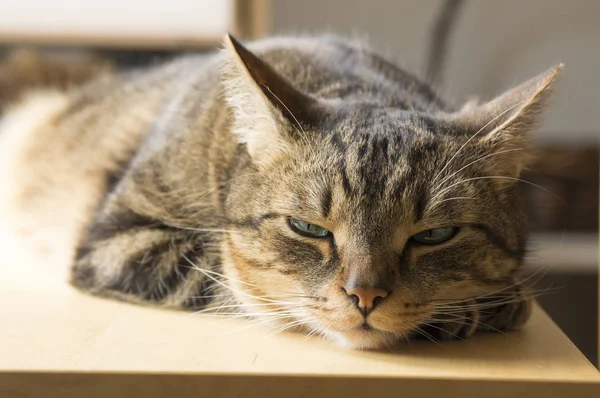 Leniwy Kot Marmuru Zamkniętymi Oczami Spanie Drewnianym Stole — Zdjęcie stockowe