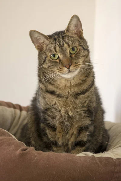 Gato Mármore Bonito Cama Gato Marrom — Fotografia de Stock