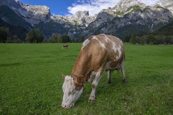 Bruna och vita kor på bete, Verfenveng österrikiska Alperna, vacker natur — Stockfoto