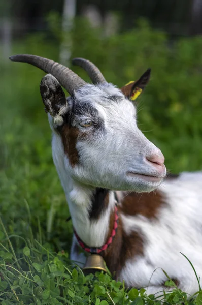 Schattige witte en bruine geit portret op de weide, platteland landbouw — Stockfoto