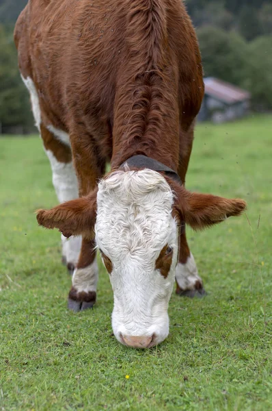 Bruna och vita kor på bete, Verfenveng österrikiska Alperna, vacker natur — Stockfoto