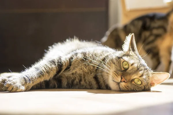 Cat William Portrait Sunlight Eye Contact — Stock Photo, Image