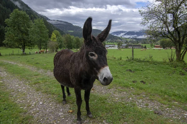 Asino bruno scuro al pascolo a Verfenveng, Austria, Europa, scenario naturale selvaggio — Foto Stock