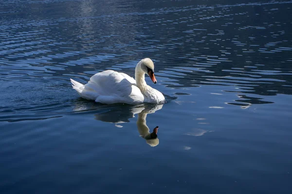 Cisne único no lago, belo animal — Fotografia de Stock