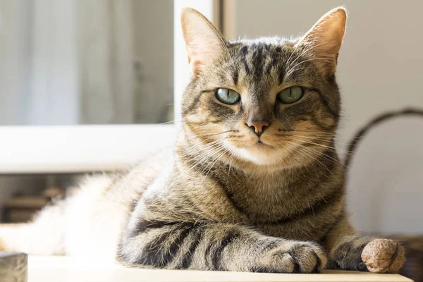 테이블에 닫힌된 눈으로 게으른 대리석 고양이 — 스톡 사진