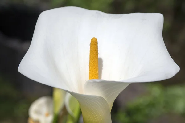 Zantedeschia aethiopica flores brancas em flor, bela planta floração ornamental — Fotografia de Stock