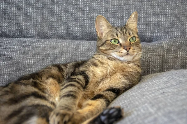 怠惰なマルベ飼い猫平織りの顔に右、かわいいライムの目に見て、グレーのソファの上に顔が混乱しています。 — ストック写真