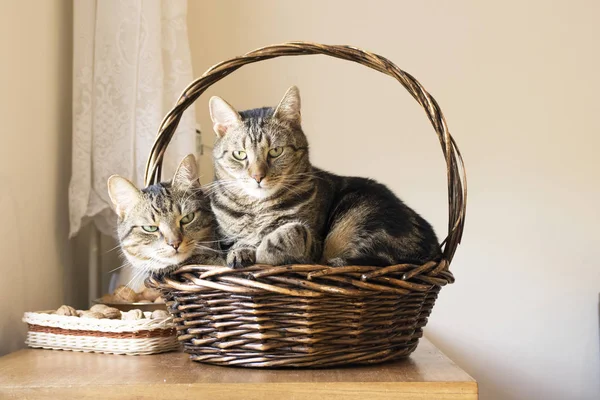 Two Tabby Cats Relaxing Wicker Basket Eye Contacts Funny Tomcats — Stock Photo, Image