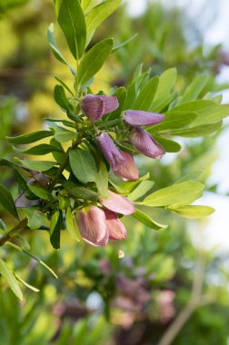 Dallarında pembe çiçekler olan poligala myrtifolia çalısı.
