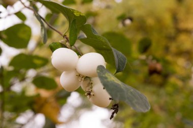 Yeşil yaprakları ile ağaç dalı üzerinde çiçekler 