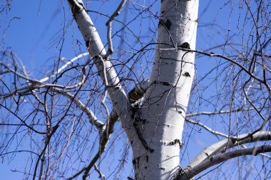 Betula pendula beyaz ağaç gövdesi ve mavi gökyüzü güneş ışığı dallarında