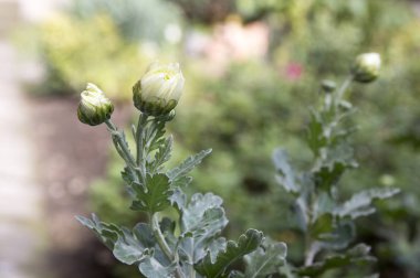 Çiçek açan çiçekler arka plan, makro çekimi 