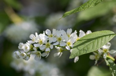 Bahar döneminde çiçeklenme Prunus Padus kuş kiraz ağacı, küçük beyaz çiçekler grubu ve dalları yeşil yaprakları