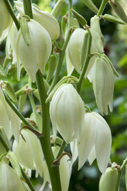 Yucca filayentosa, adam 's iğne, ortak Yucca, Ispanyol süngü, ayı-çim, iğne-palmiye, ipek-çimen, çiçek kaşık yaprağı Yucca