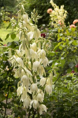 Yucca filayentosa, adam 's iğne, ortak Yucca, Ispanyol süngü, ayı-çim, iğne-palmiye, ipek-çimen, çiçek kaşık yaprağı Yucca