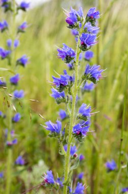 Echium vulgare, viper's bugloss, blueweed çiçek
