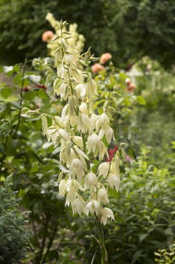 Yucca filayentosa, adam 's iğne, ortak Yucca, Ispanyol süngü, ayı-çim, iğne-palmiye, ipek-çimen, çiçek kaşık yaprağı Yucca