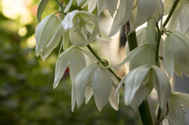 Yucca filayentosa, adam 's iğne, ortak Yucca, Ispanyol süngü, ayı-çim, iğne-palmiye, ipek-çimen, çiçek kaşık yaprağı Yucca