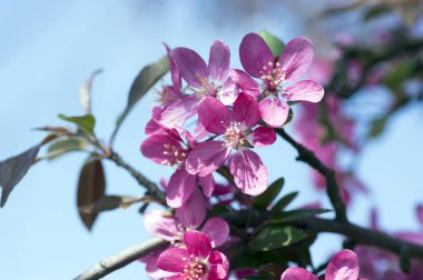 Malus royalty, süs elma ağacı, Bahar dalları üzerinde mor pembe çiçekler