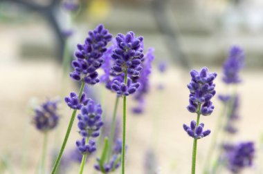 Çiçek çiçek Lavandula angustifolia Grup