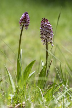 Üzümlü purpurea çiçek, güzel mor vahşi orkide çiçekli