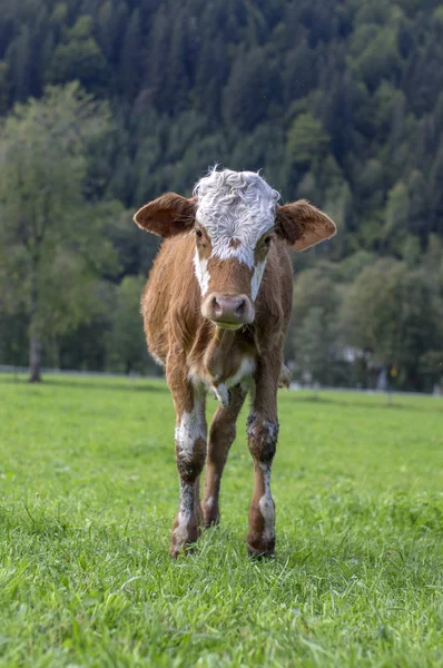 Rolig Kalv Bete Verfenveng Österrikiska Alperna Vacker Natur — Stockfoto
