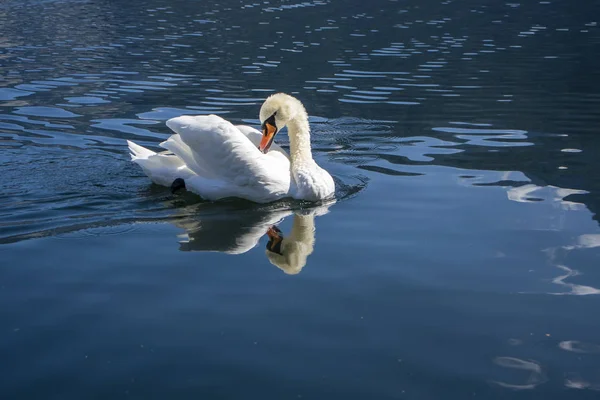 Jeden labuť na jezeře, krásné zvíře — Stock fotografie