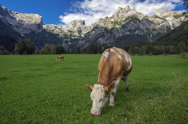 Bruna och vita kor på bete, Verfenveng österrikiska Alperna, vacker natur — Stockfoto