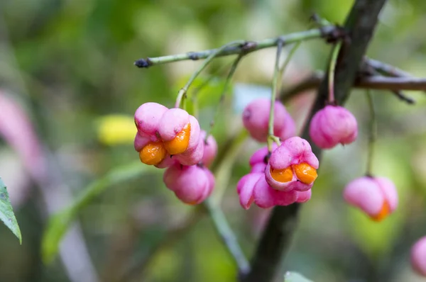 Macro Shoot Pink Flowers — Stock Photo, Image