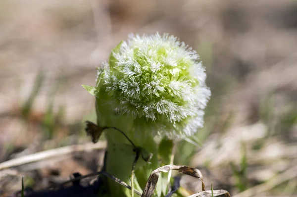 Petasites albus springtime forest herb, perennial rhizomatous plant flowering with group of small white flowers