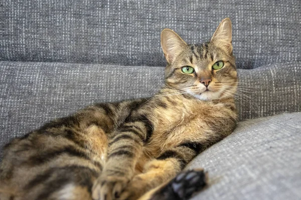 Lazy marbe domestic cat on gray sofa, eye contact, cute lime eyes on tabby face, handsome boy — Stock Photo, Image