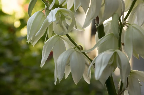 Yucca filamentosa, aguja de Adán, yuca común, bayoneta española, hierba
