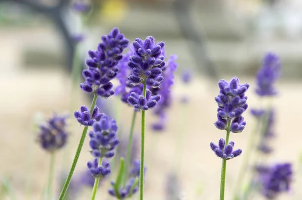 Lavandula Angustifolia Cacho Flores Flor — Fotografia de Stock